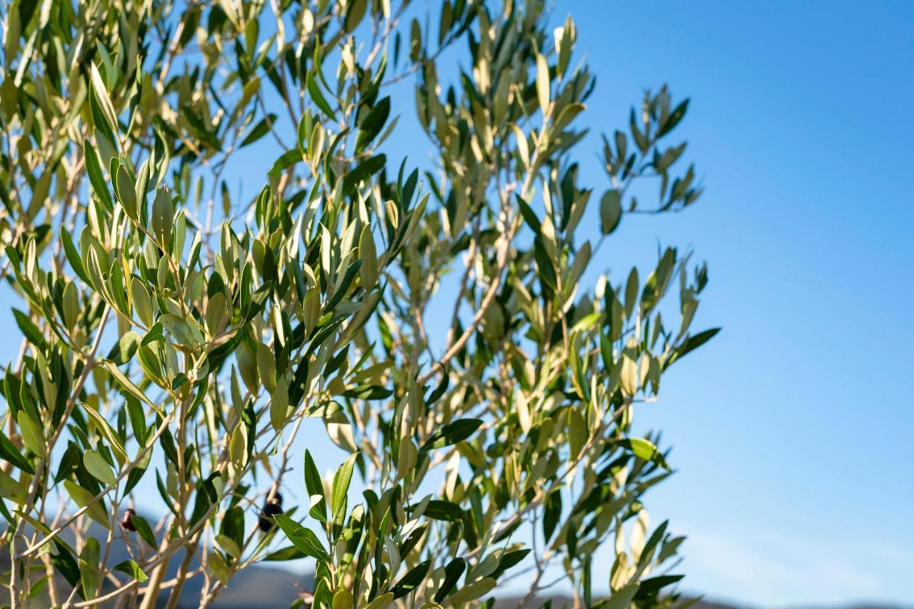Agriturismo Terre Di Castiglione Castiglione della Pescaia Exteriör bild