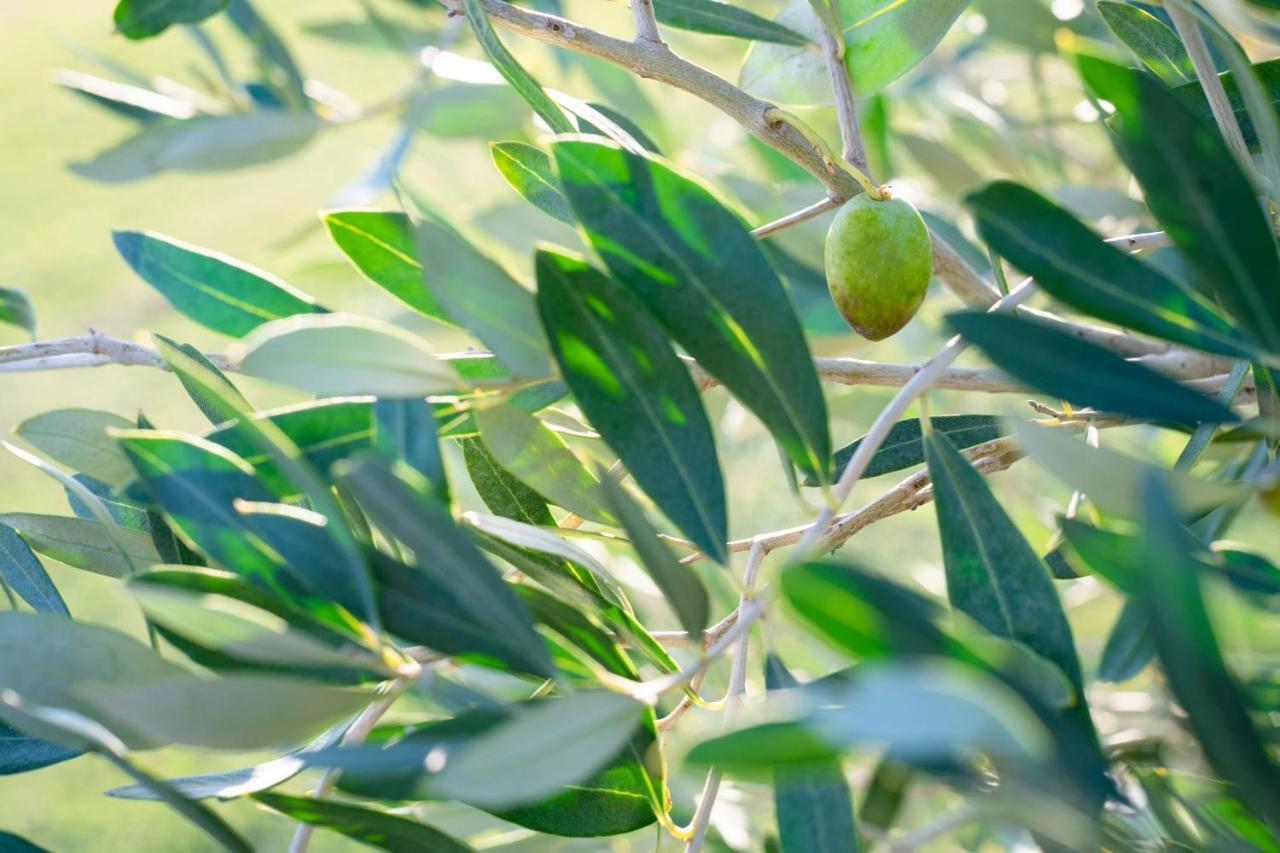 Agriturismo Terre Di Castiglione Castiglione della Pescaia Exteriör bild